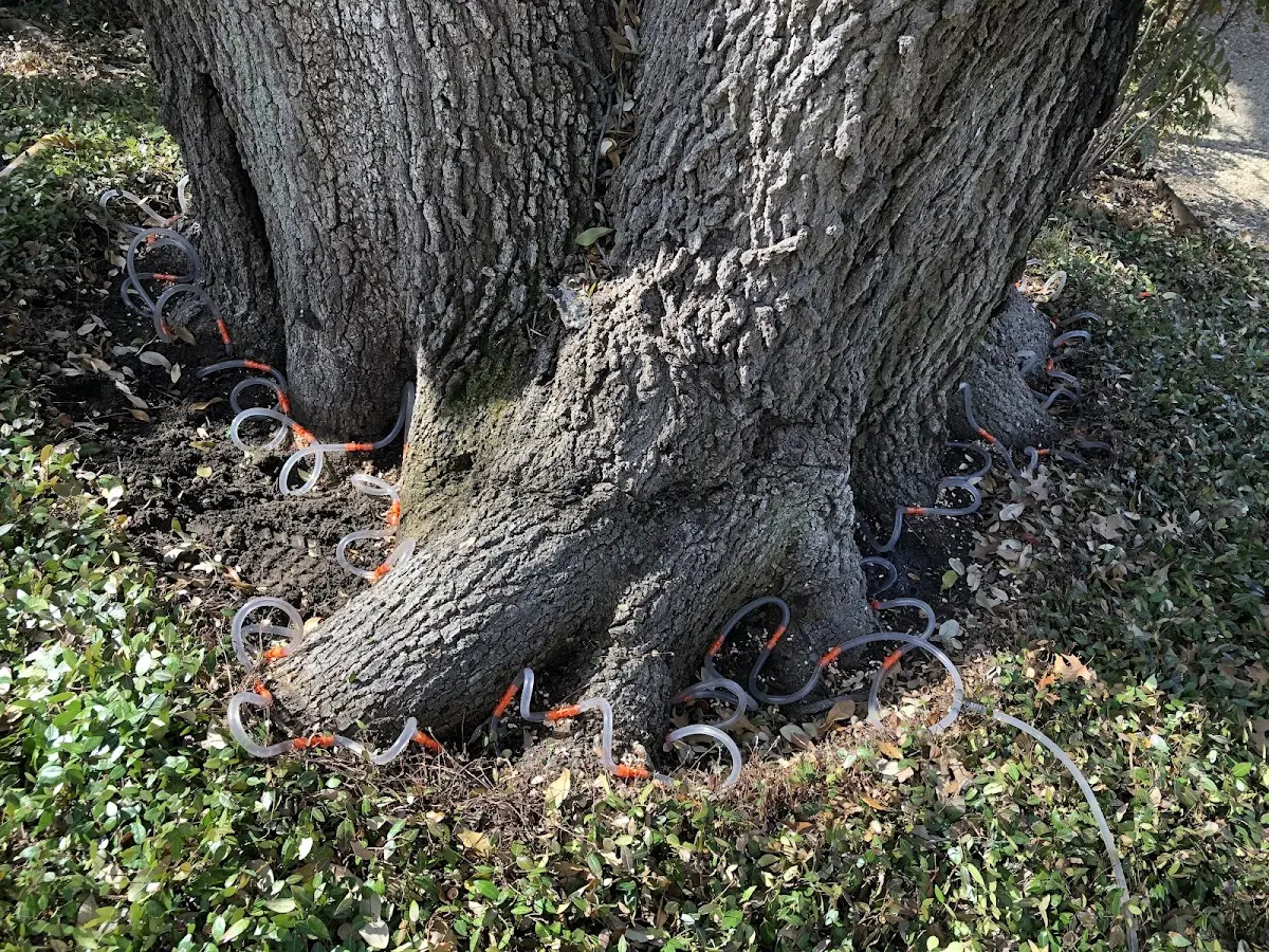 Detailed Tree Cabling and Bracing job site in Toston